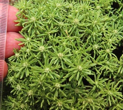 Helichrysum asperum comosum