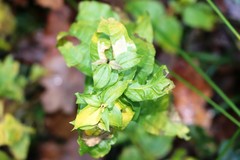 Gentiana asclepiadea