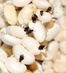 Acanthoscelides obtectus