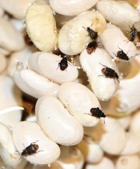 Acanthoscelides obtectus