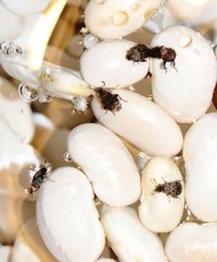 Acanthoscelides obtectus