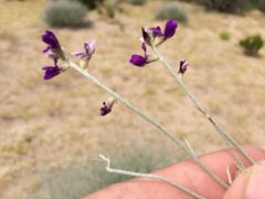 Psorothamnus scoparius