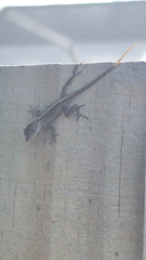 Anolis sagrei