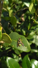 Ancistrocerus longispinosus