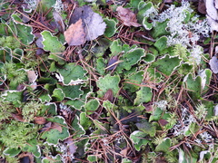 Peltigera leucophlebia
