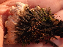 Peltigera leucophlebia