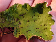 Peltigera leucophlebia