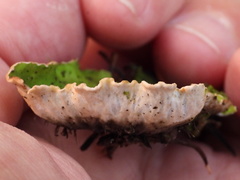 Peltigera leucophlebia
