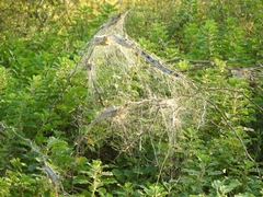 Stegodyphus sarasinorum