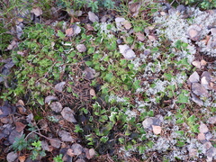 Peltigera leucophlebia