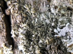 Phaeophyscia hirsuta