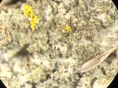 Phaeophyscia hirsuta