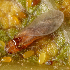 Phylloxeroidea