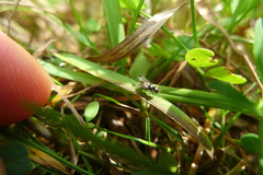 Rivellia syngenesiae