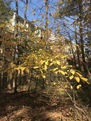 Dirca palustris