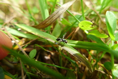 Rivellia syngenesiae