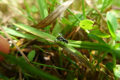 Rivellia syngenesiae