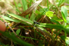 Rivellia syngenesiae