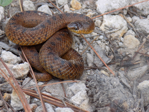 Largenose Earth Snake