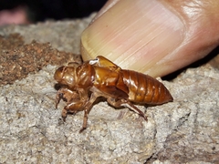 Cicadettinae