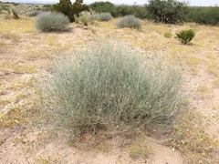 Psorothamnus scoparius