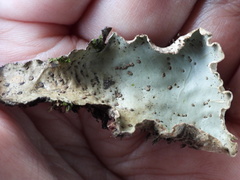Peltigera leucophlebia