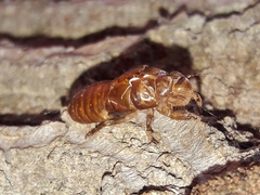 Cicadettinae