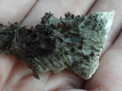 Peltigera leucophlebia
