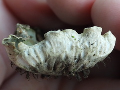 Peltigera leucophlebia