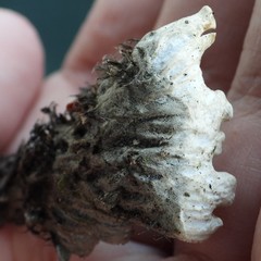 Peltigera leucophlebia