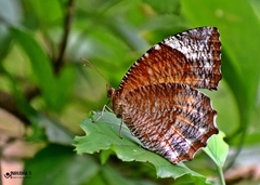 Elymnias hypermnestra