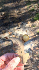 Atrusca quercuscentricola