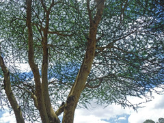 Vachellia xanthophloea