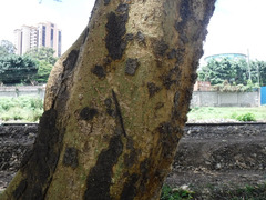 Vachellia xanthophloea