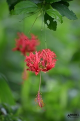 Hibiscus schizopetalus