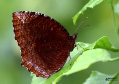 Elymnias hypermnestra