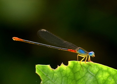 Ceriagrion cerinorubellum