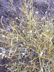 Alternanthera filifolia