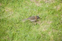 Zonotrichia capensis