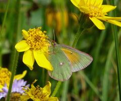 Colias meadii