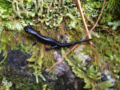 Plethodon metcalfi