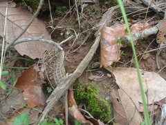 Sceloporus scalaris