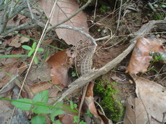 Sceloporus scalaris