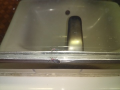 Melacoryphus rubicollis