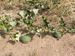 Apodanthera undulata