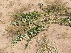 Apodanthera undulata