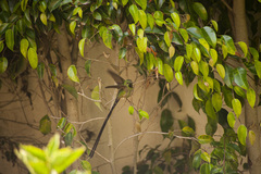 Lesbia victoriae