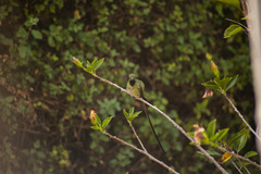 Lesbia victoriae