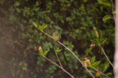Lesbia victoriae