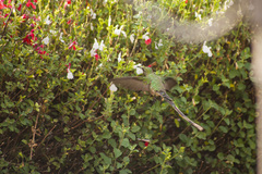 Lesbia victoriae